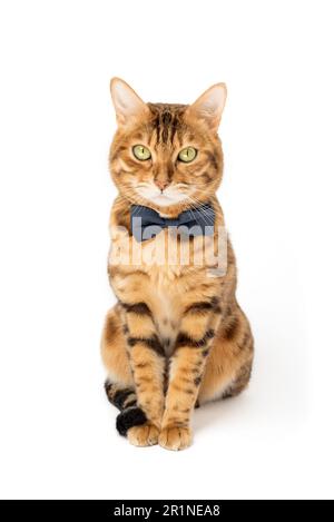 Die niedliche, elegante rote Katze sitzt in einer Fliege auf weißem Hintergrund. Stockfoto
