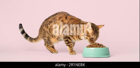 Hungrige bengalische Katze isst trockenes Essen aus einer Schüssel. Stockfoto