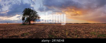 Feld Panorama mit Baum bei Sonnenuntergang Gepflügt Stockfoto