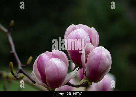 Sulange-Magnolie Schwarze Tulpen-Nahaufnahme auf einem Baumzweigquellenhintergrund Stockfoto