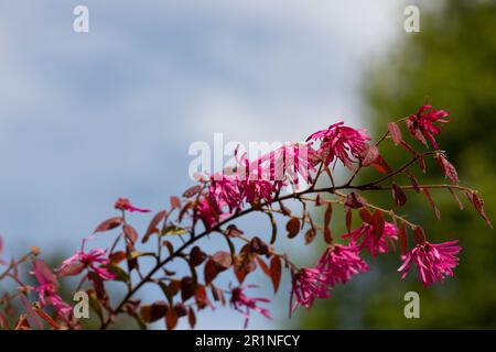 Botanische Sammlung, rosa Blüten der Loropetalum chinense Black Pearl Pflanze aus nächster Nähe Stockfoto