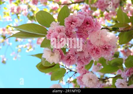 Prunus serrulata Kirschblüte 'Fugenzo' in Blüte. Stockfoto