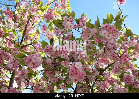 Prunus serrulata Kirschblüte 'Fugenzo' in Blüte. Stockfoto