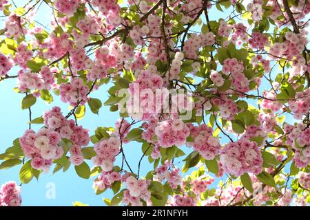 Prunus serrulata Kirschblüte 'Fugenzo' in Blüte. Stockfoto