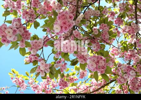 Prunus serrulata Kirschblüte 'Fugenzo' in Blüte. Stockfoto