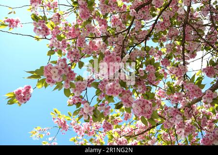 Prunus serrulata Kirschblüte 'Fugenzo' in Blüte. Stockfoto