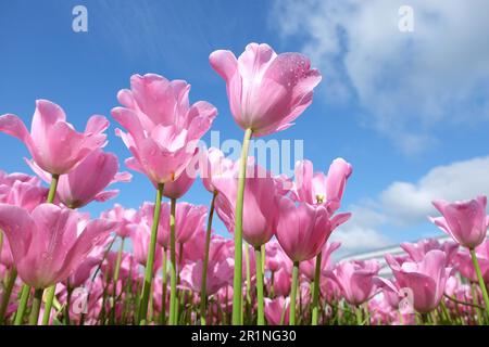 Triumph Tulpe „Herrin“ in Blume. Stockfoto