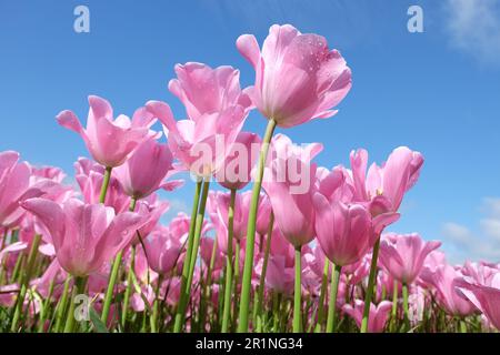 Triumph Tulpe „Herrin“ in Blume. Stockfoto