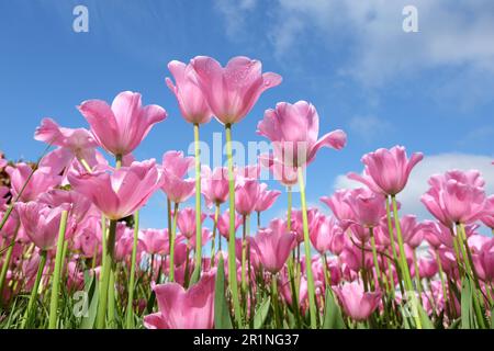 Triumph Tulpe „Herrin“ in Blume. Stockfoto
