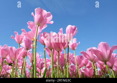 Triumph Tulpe „Herrin“ in Blume. Stockfoto