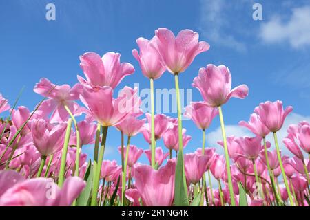 Triumph Tulpe „Herrin“ in Blume. Stockfoto