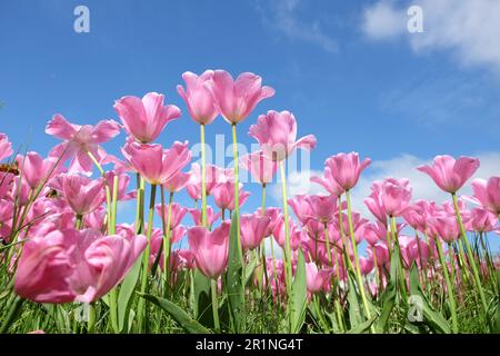 Triumph Tulpe „Herrin“ in Blume. Stockfoto