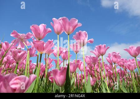 Triumph Tulpe „Herrin“ in Blume. Stockfoto