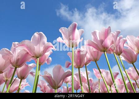 Triumph Tulpe „Mistress Mystic“ in Blume. Stockfoto