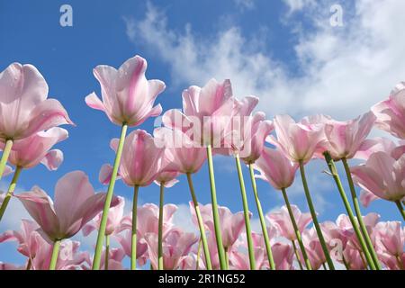 Triumph Tulpe „Mistress Mystic“ in Blume. Stockfoto