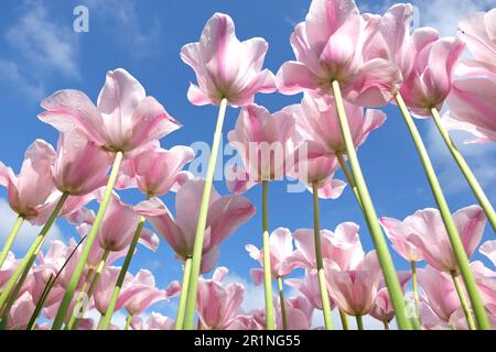 Triumph Tulpe „Mistress Mystic“ in Blume. Stockfoto