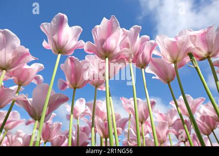 Triumph Tulpe „Mistress Mystic“ in Blume. Stockfoto