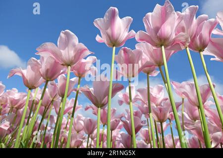 Triumph Tulpe „Mistress Mystic“ in Blume. Stockfoto