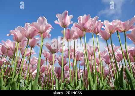 Triumph Tulpe „Mistress Mystic“ in Blume. Stockfoto