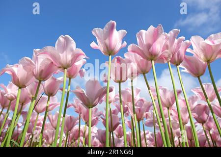 Triumph Tulpe „Mistress Mystic“ in Blume. Stockfoto