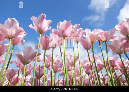 Triumph Tulpe „Mistress Mystic“ in Blume. Stockfoto