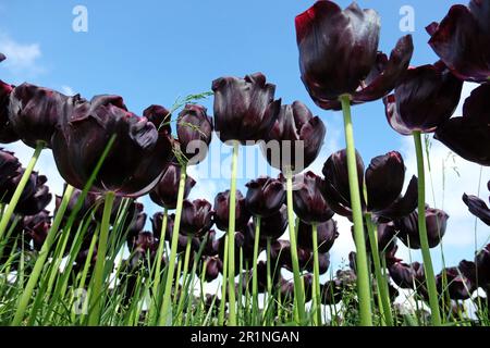 Triumph Tulip „Paul Scherer“ in Blume. Stockfoto