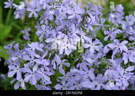 Phlox divaricata 'Clouds of Perfume' in Blüten. Stockfoto