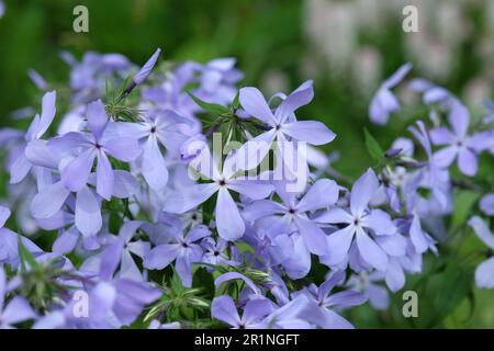 Phlox divaricata 'Clouds of Perfume' in Blüten. Stockfoto