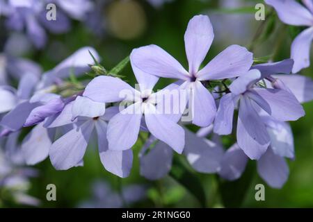 Phlox divaricata 'Clouds of Perfume' in Blüten. Stockfoto