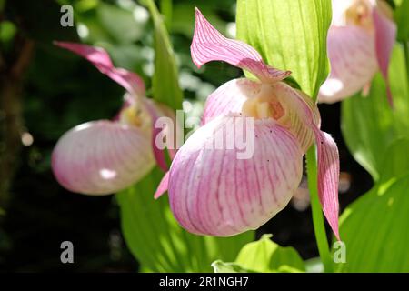 Cypripedium „Sabine“ ladyÕs Hausschuhorchidee in Blüte. Stockfoto