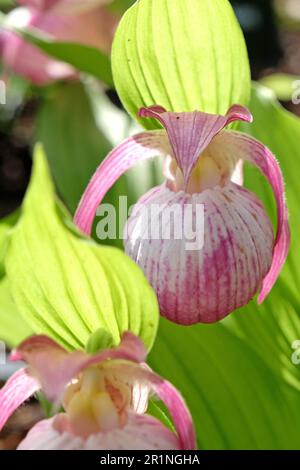 Cypripedium „Sabine“ ladyÕs Hausschuhorchidee in Blüte. Stockfoto