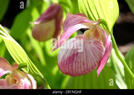 Cypripedium „Sabine“ ladyÕs Hausschuhorchidee in Blüte. Stockfoto