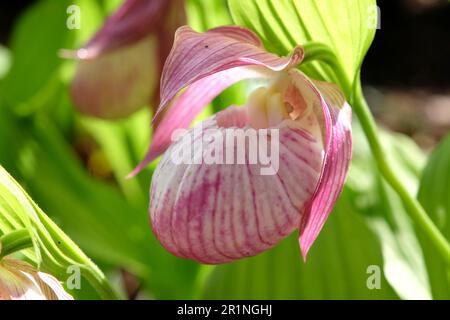 Cypripedium „Sabine“ ladyÕs Hausschuhorchidee in Blüte. Stockfoto