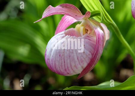 Cypripedium „Sabine“ ladyÕs Hausschuhorchidee in Blüte. Stockfoto