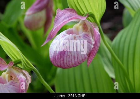 Cypripedium „Sabine“ ladyÕs Hausschuhorchidee in Blüte. Stockfoto