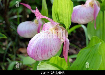 Cypripedium „Sabine“ ladyÕs Hausschuhorchidee in Blüte. Stockfoto