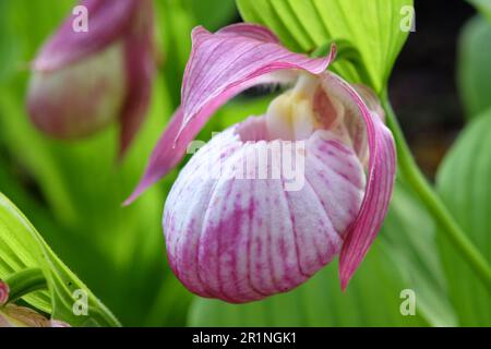 Cypripedium „Sabine“ ladyÕs Hausschuhorchidee in Blüte. Stockfoto