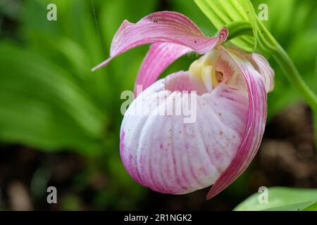 Cypripedium „Sabine“ ladyÕs Hausschuhorchidee in Blüte. Stockfoto