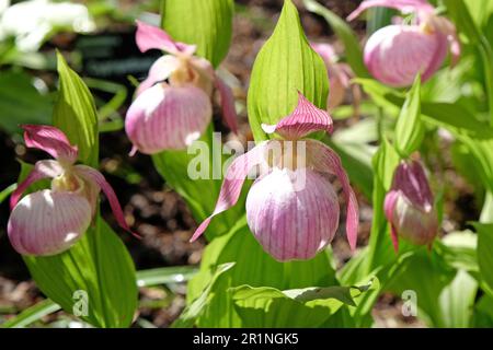 Cypripedium „Sabine“ ladyÕs Hausschuhorchidee in Blüte. Stockfoto