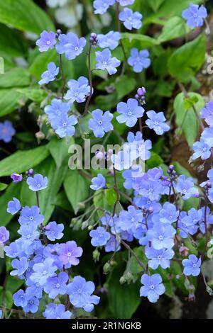 Creeping Navelwurz, auch bekannt als blauäugige Maria, in Blüte. Stockfoto