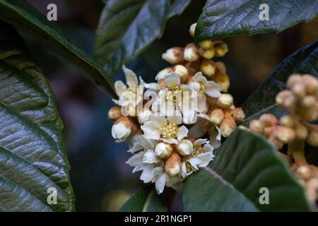 Wollmispel-Blüten Eriobotrya japonica blühend und Knospen Frühling Stockfoto