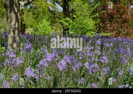 Blaue Camassia-Blüten blühen in Blüte. Stockfoto