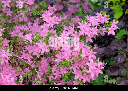 Rosa koreanische Azalea in Blüte. Stockfoto