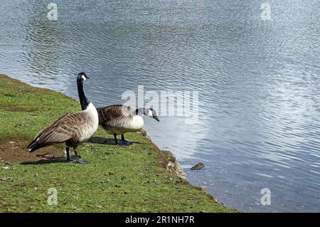 Zwei Canada Gänse am See, viel Platz für Kopien und Kopfzeilen. Millbrook Lake in Cornwall. Stockfoto