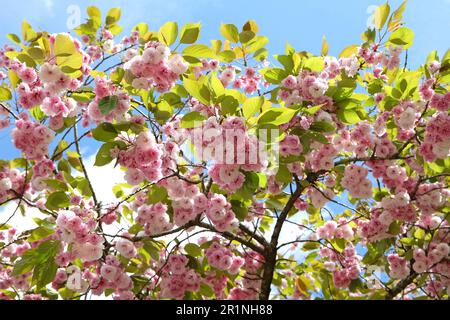 Prunus serrulata Kirschblüte 'Fugenzo' in Blüte. Stockfoto