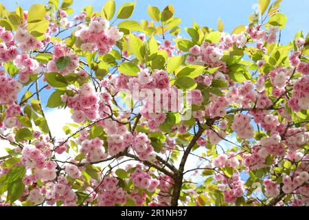 Prunus serrulata Kirschblüte 'Fugenzo' in Blüte. Stockfoto