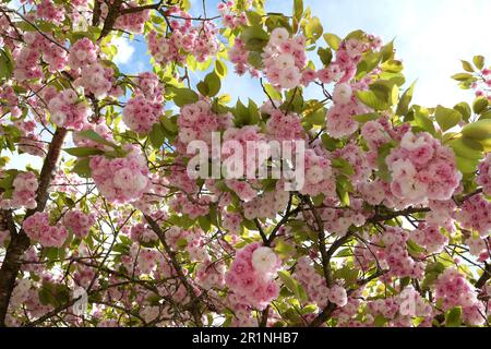 Prunus serrulata Kirschblüte 'Fugenzo' in Blüte. Stockfoto