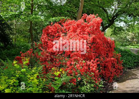 Rhododendron "Orange Beauty" in Blume. Stockfoto