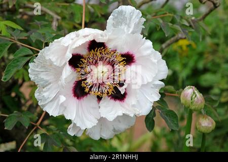 Weiße Paeonia „Highdown“ in Blume. Stockfoto