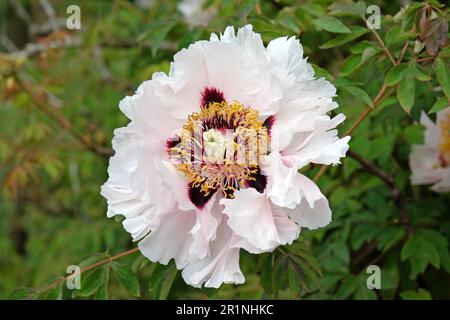 Weiße Paeonia „Highdown“ in Blume. Stockfoto